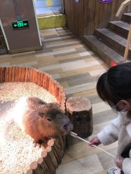 -七巧国萌宠乐园(龙湖天街店)