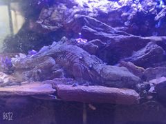 -Rabbit Cafe私房西餐甜点咖啡(栖霞路店)