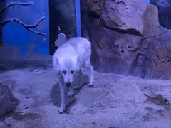 -芜湖新华联大白鲸海洋公园