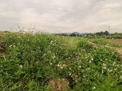 -光明小镇欢乐田园