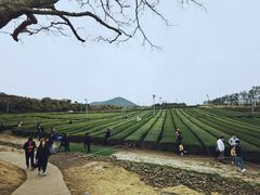 -雪绿茶博物馆
