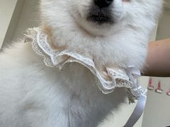 -怪兽屋·羊驼·猫咖·狗咖(俊华广场店)