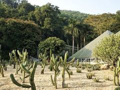 -深圳仙湖植物园