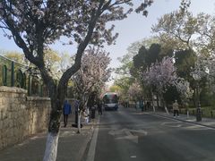 -八大关景区