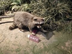 -陕西自然博物馆