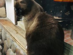 -猫咪博物馆(顶澳仔猫街店)