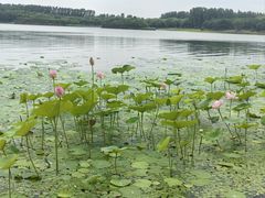 -丁香湖公园