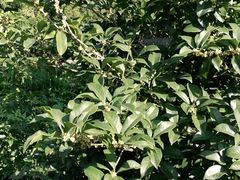 -南京钟山宾馆(江苏省会议中心)