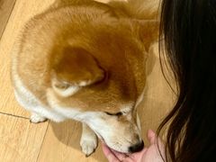 -是阿柴呀！柴犬咖啡·爱喵喵猫咖