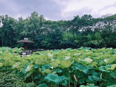 -合肥三国新城遗址公园
