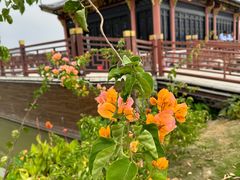 -顺峰山公园