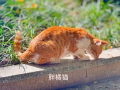 -西园寺