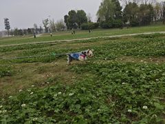 -国际非物质文化遗产博览园