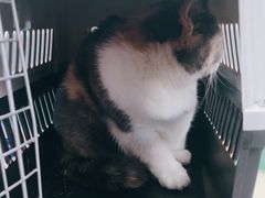 -瑞派动物医院·猫专科·至诚(江南中分院)