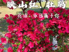 -上海滨江森林公园