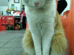-梅州好吃腌面-达兴全猪汤(别走错店)