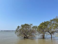 -宝安西湾红树林湿地公园