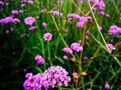 -杭州城北体育公园