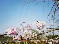 -顾村公园