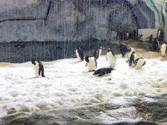 -帝企鹅自助餐厅•儿童岛•真企鹅(长隆企鹅酒店)