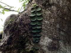 -海南热带雨林国家公园吊罗山景区