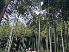 -东明山森林公园