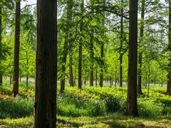 -黄海国家森林公园