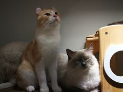 -Heymao猫咖.咖啡厅(东门店)