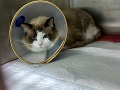 -萌兽医馆·宠物医院·猫骨科(创景店)