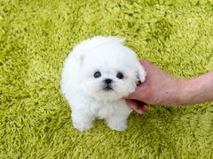 -萌宠之家·腊肠犬·马尔泰·小体犬舍