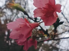 -火炉山森林公园