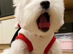 -萌宠之家·腊肠犬·马尔泰·小体犬舍