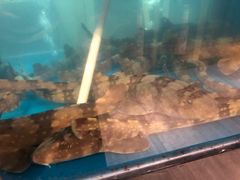 -至尊鲨鱼·原烹海鲜·新浙菜(拱宸桥店)