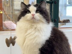 -共舞时光猫咖·狗咖(新街口店)