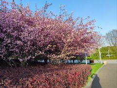 -九里河湿地公园