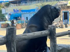 -芜湖新华联大白鲸海洋公园