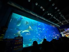 -烟台海昌鲸鲨海洋公园