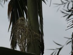 -南宁良凤江国家森林公园