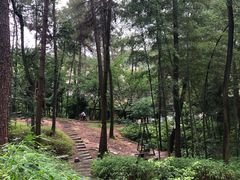 -铁山坪森林公园