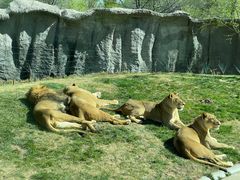 -北京野生动物园