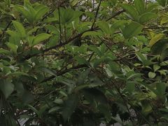 -故乡缘·香格里拉山庄(冷竹路店)