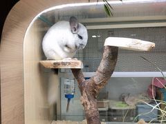 -藦茜花园宠物主题亲子互动体验馆(国顺东路店)