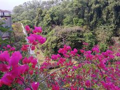 -深圳仙湖植物园