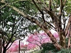 -重庆彩云湖湿地公园