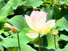 -莲花池公园