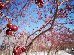 -大兴滨河森林公园