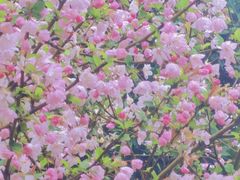 -月湖风景区