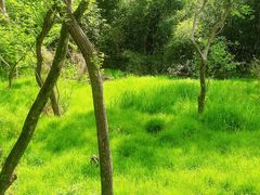 -西湖风景区-江洋畈生态公园