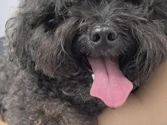 -宠物星动物医院·眼科·异宠·猫科(江南大道总院)