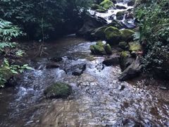-莫里热带雨林景区